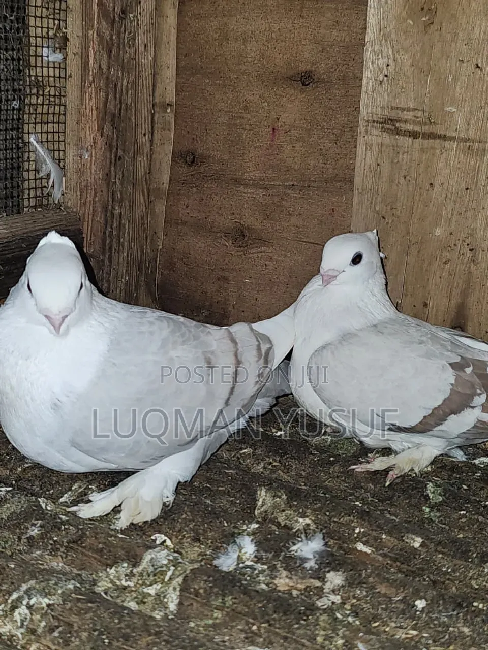 Satinate Pair