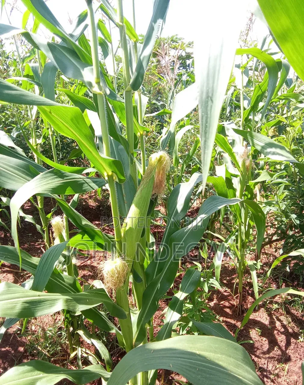 Mananja Land for Sale