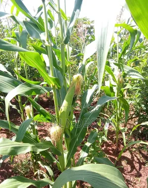 Mananja Land for Sale
