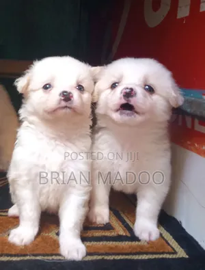 0-1 month Male Purebred Japanese Spitz