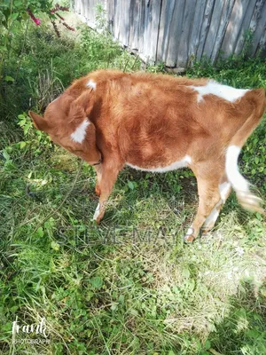 Livestock Farming