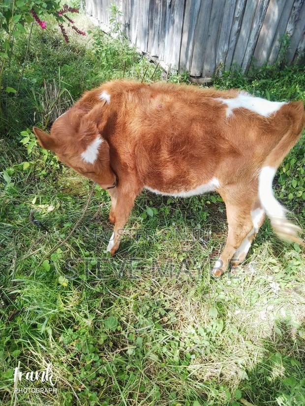 Livestock Farming