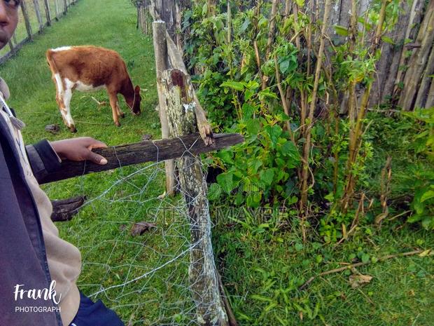 Livestock Farming - thumbnail 2
