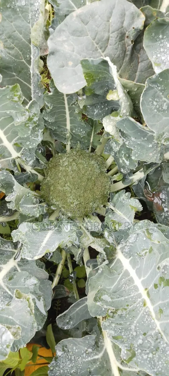 Fresh Broccoli