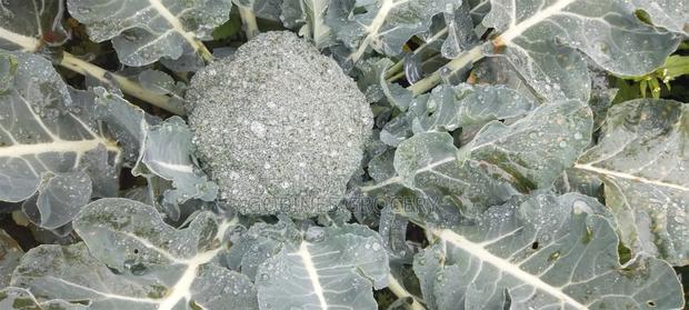 Fresh Broccoli - thumbnail 2