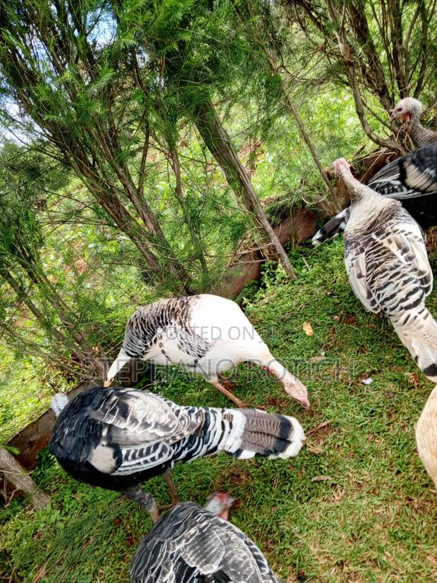 Mature Turkey (Pair) - thumbnail 2