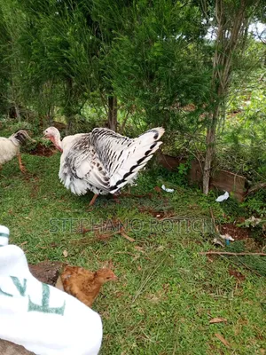Mature Turkey (Pair)