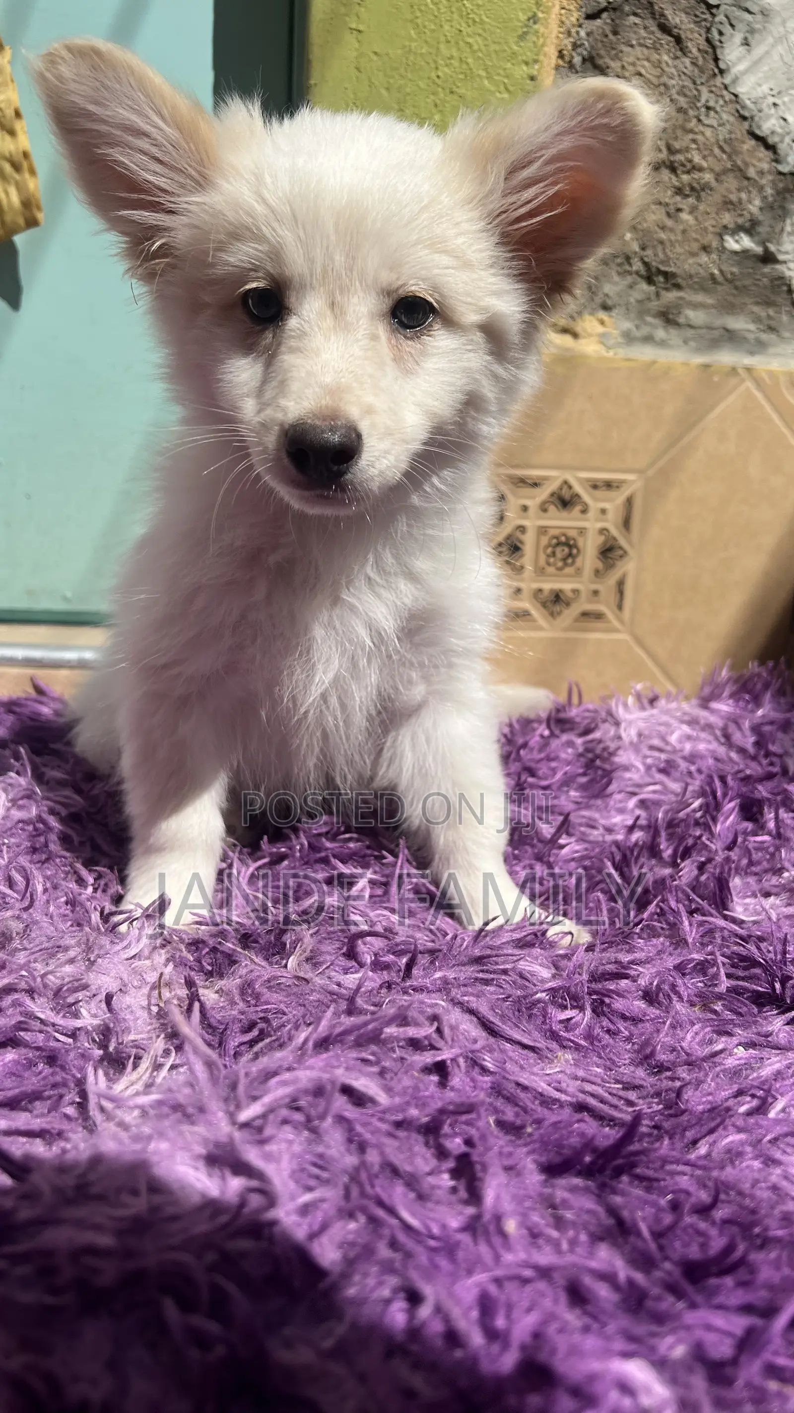 1-3 months Female Mixed Breed Chihuahua