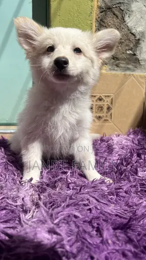 1-3 months Female Mixed Breed Chihuahua