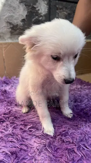 1-3 months Female Mixed Breed Chihuahua
