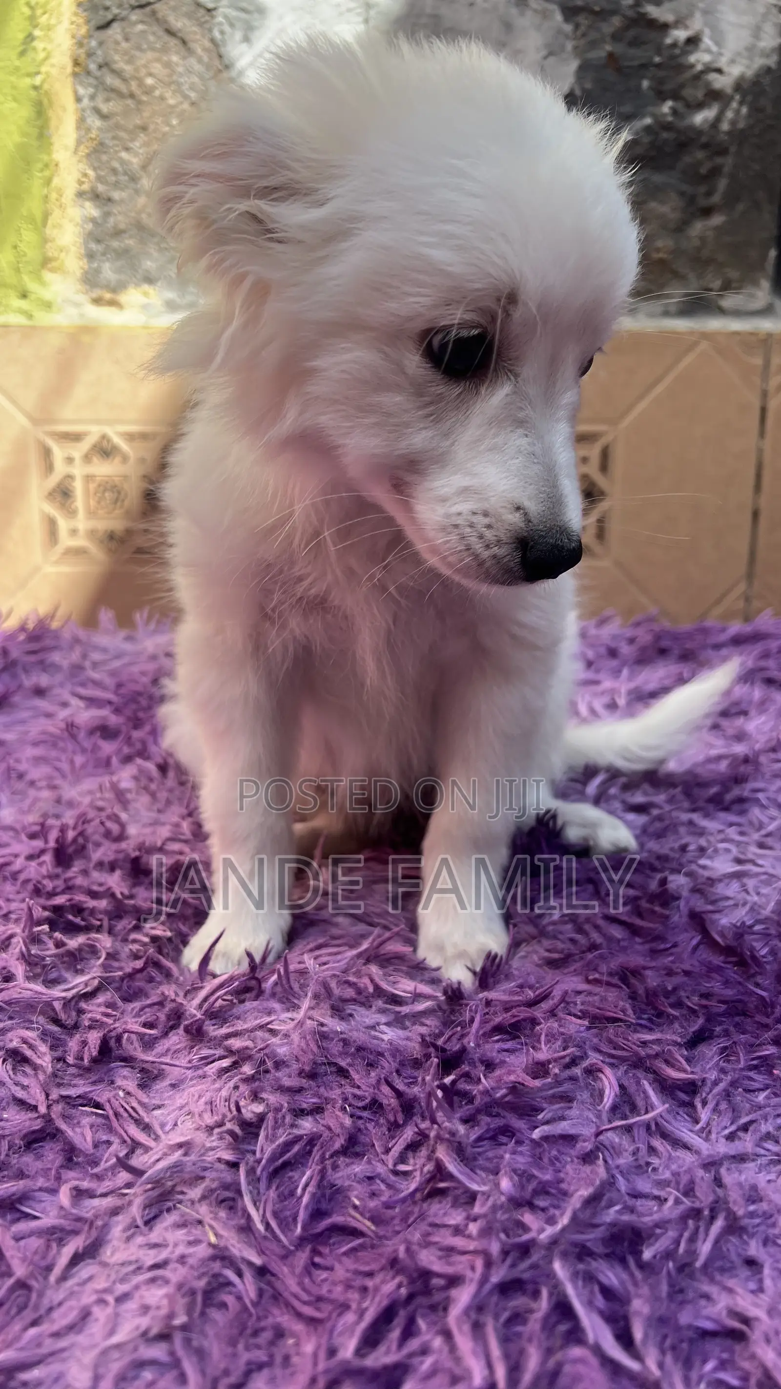 1-3 months Female Mixed Breed Chihuahua