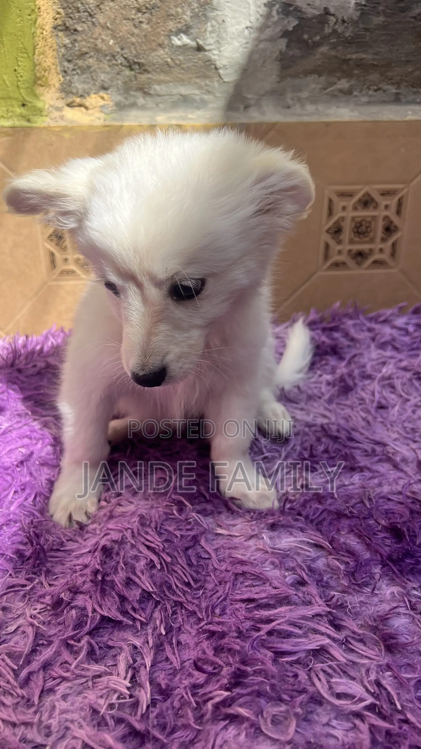 1-3 months Female Mixed Breed Chihuahua