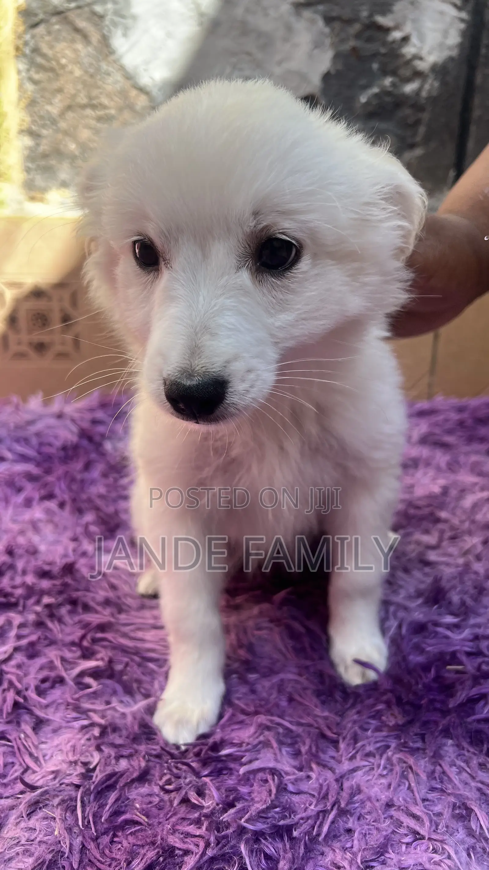 1-3 months Female Mixed Breed Chihuahua