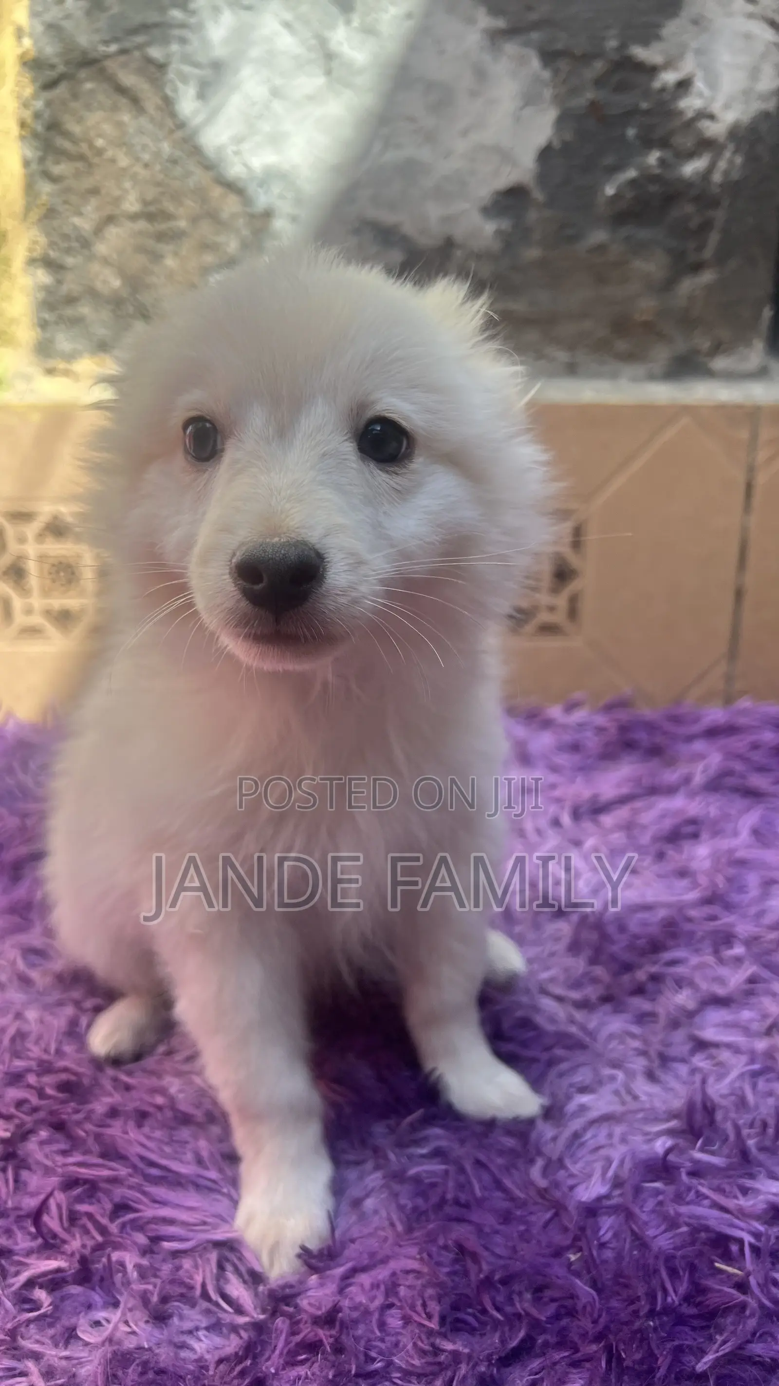 1-3 months Female Mixed Breed Chihuahua