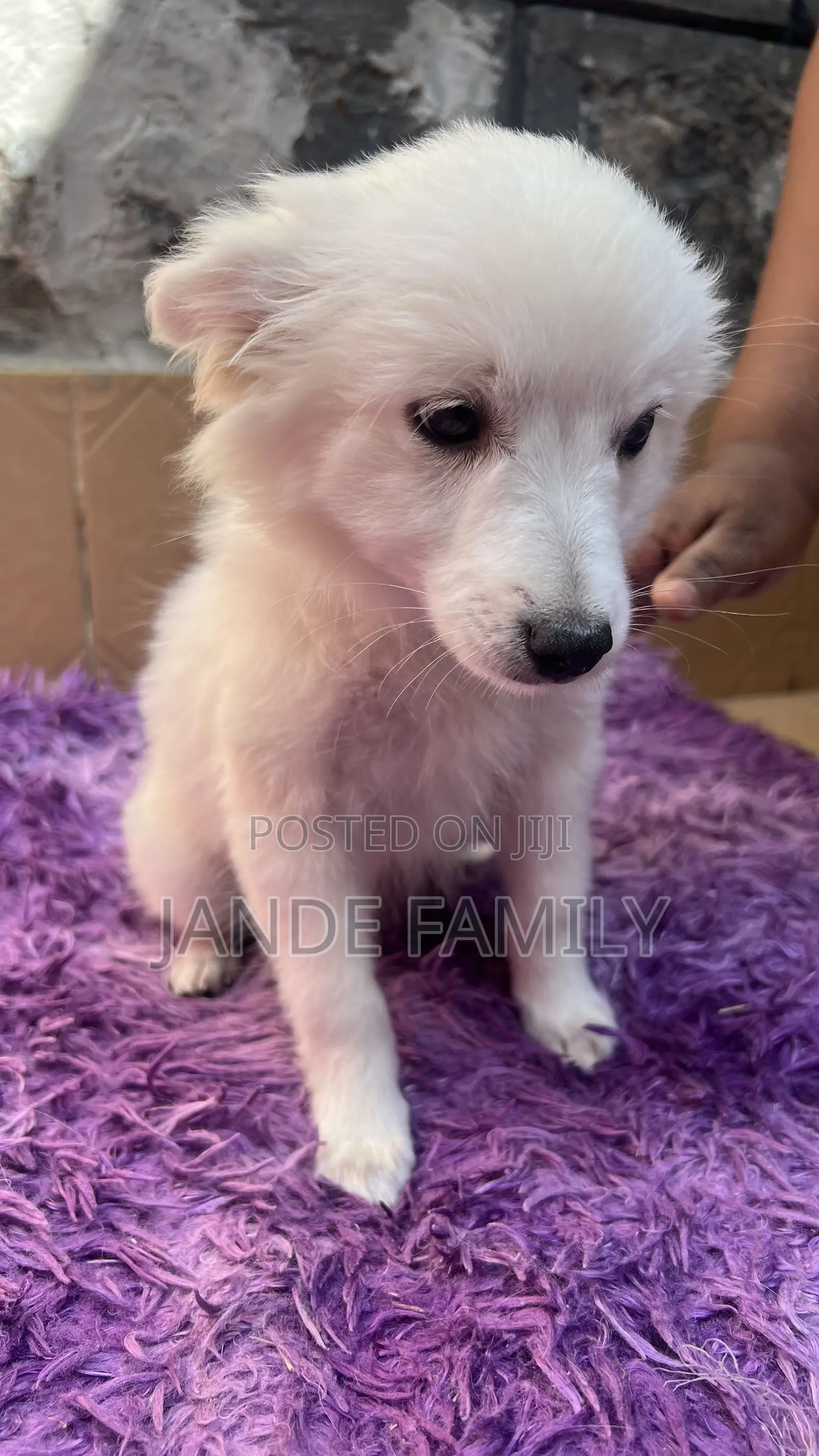 1-3 months Female Mixed Breed Chihuahua
