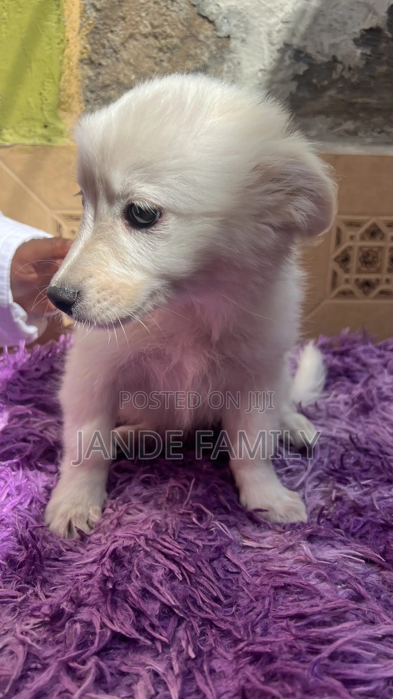 1-3 months Female Mixed Breed Chihuahua