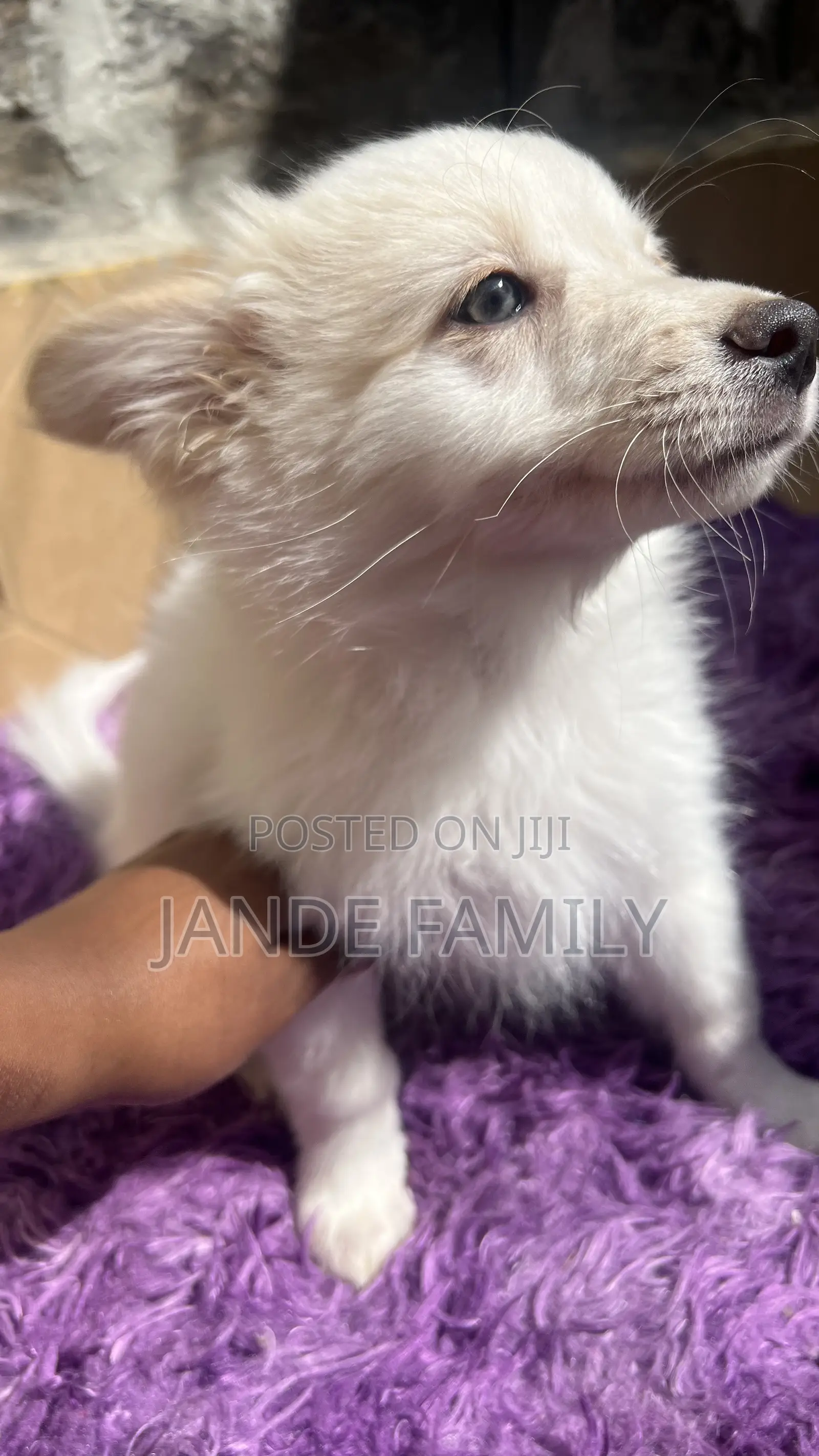 1-3 months Female Mixed Breed Chihuahua