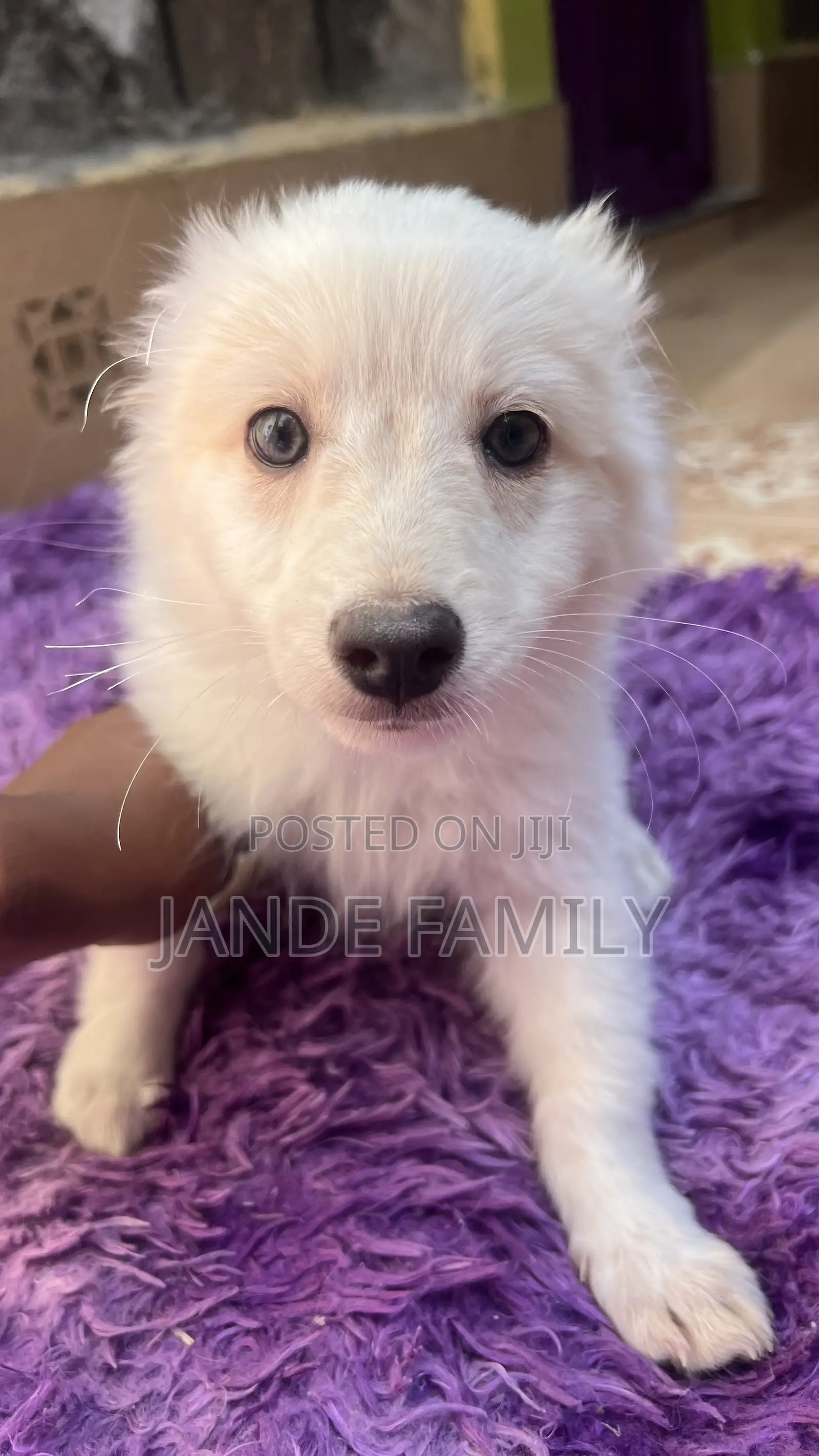 1-3 months Female Mixed Breed Chihuahua