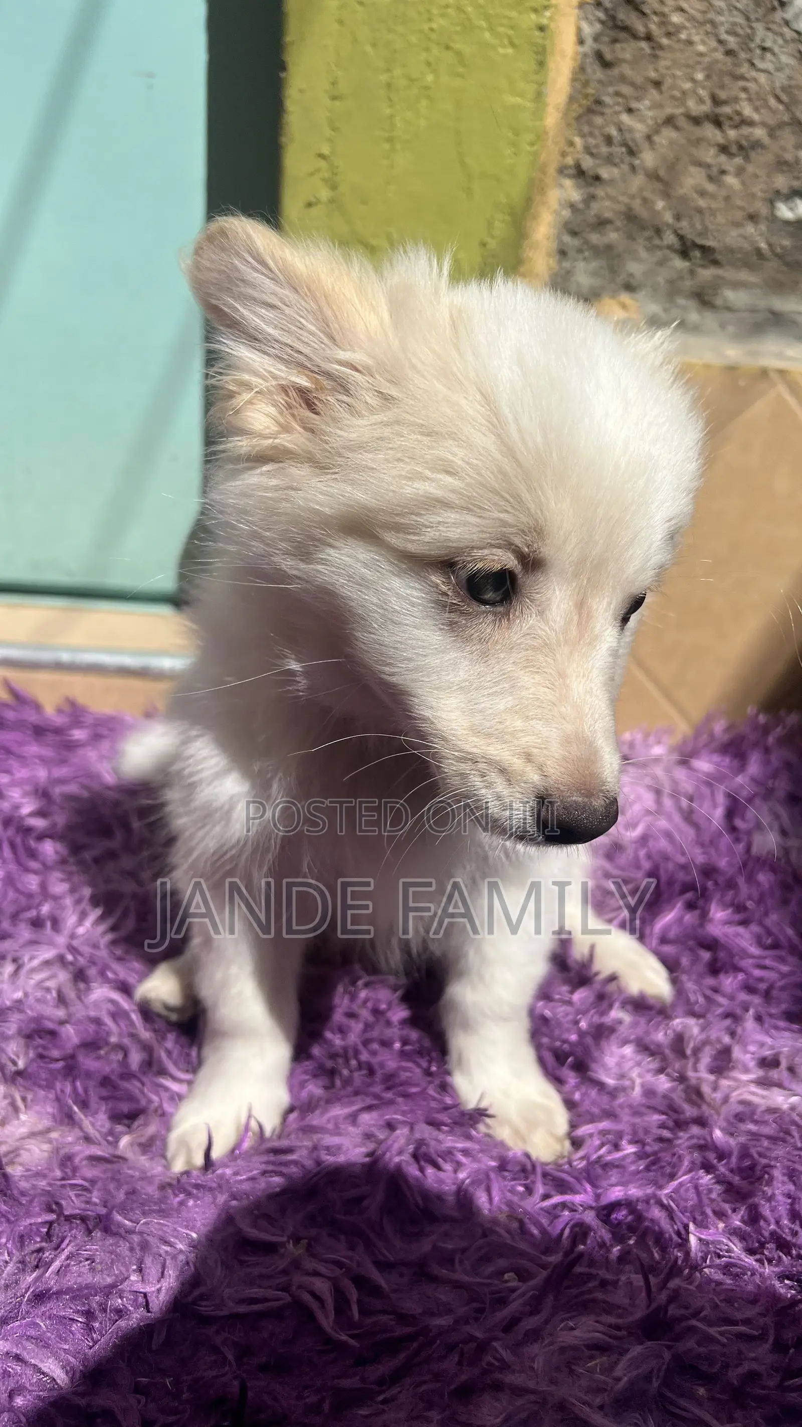 1-3 months Female Mixed Breed Chihuahua