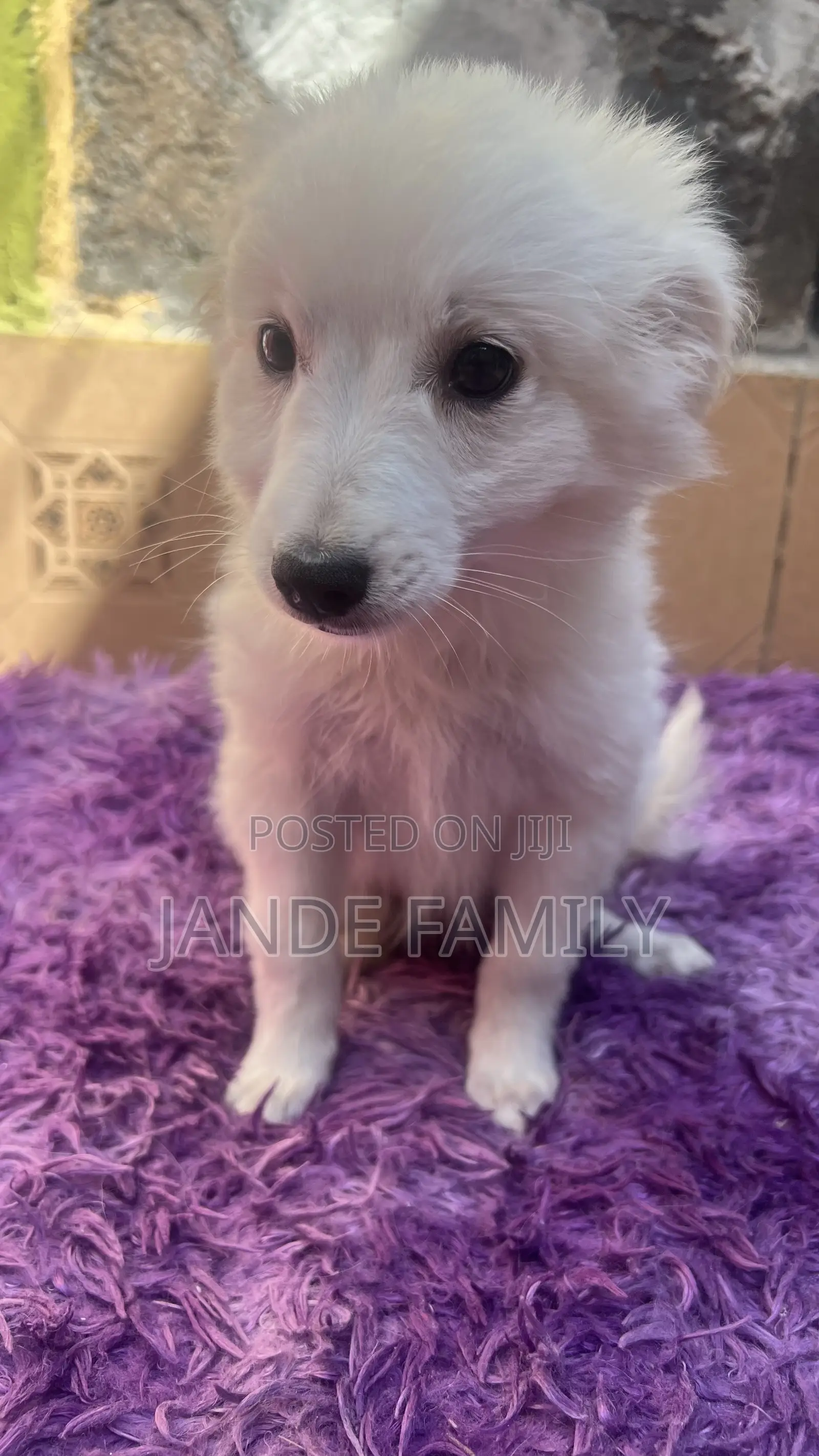 1-3 months Female Mixed Breed Chihuahua