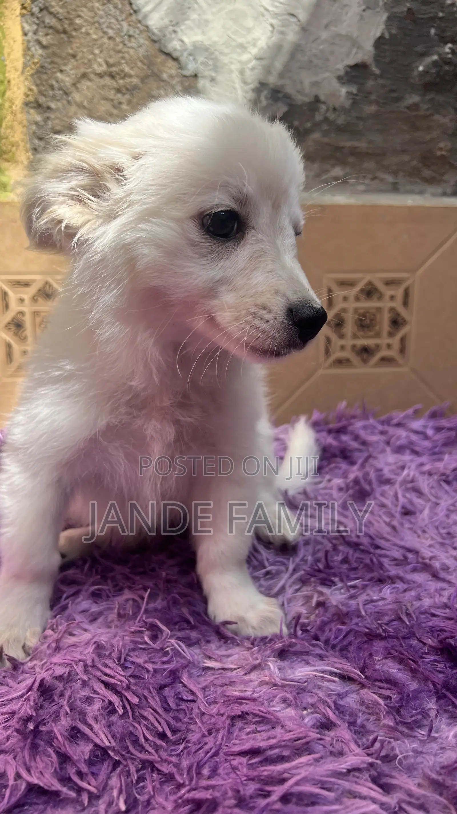 1-3 months Female Mixed Breed Chihuahua