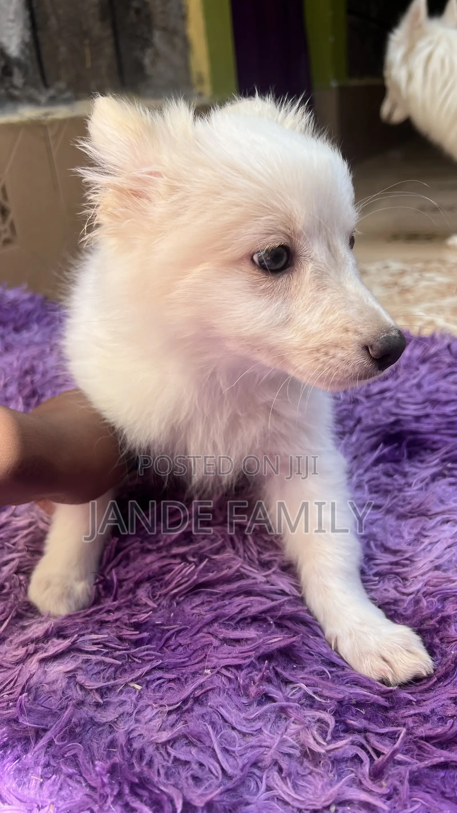 1-3 months Female Mixed Breed Chihuahua