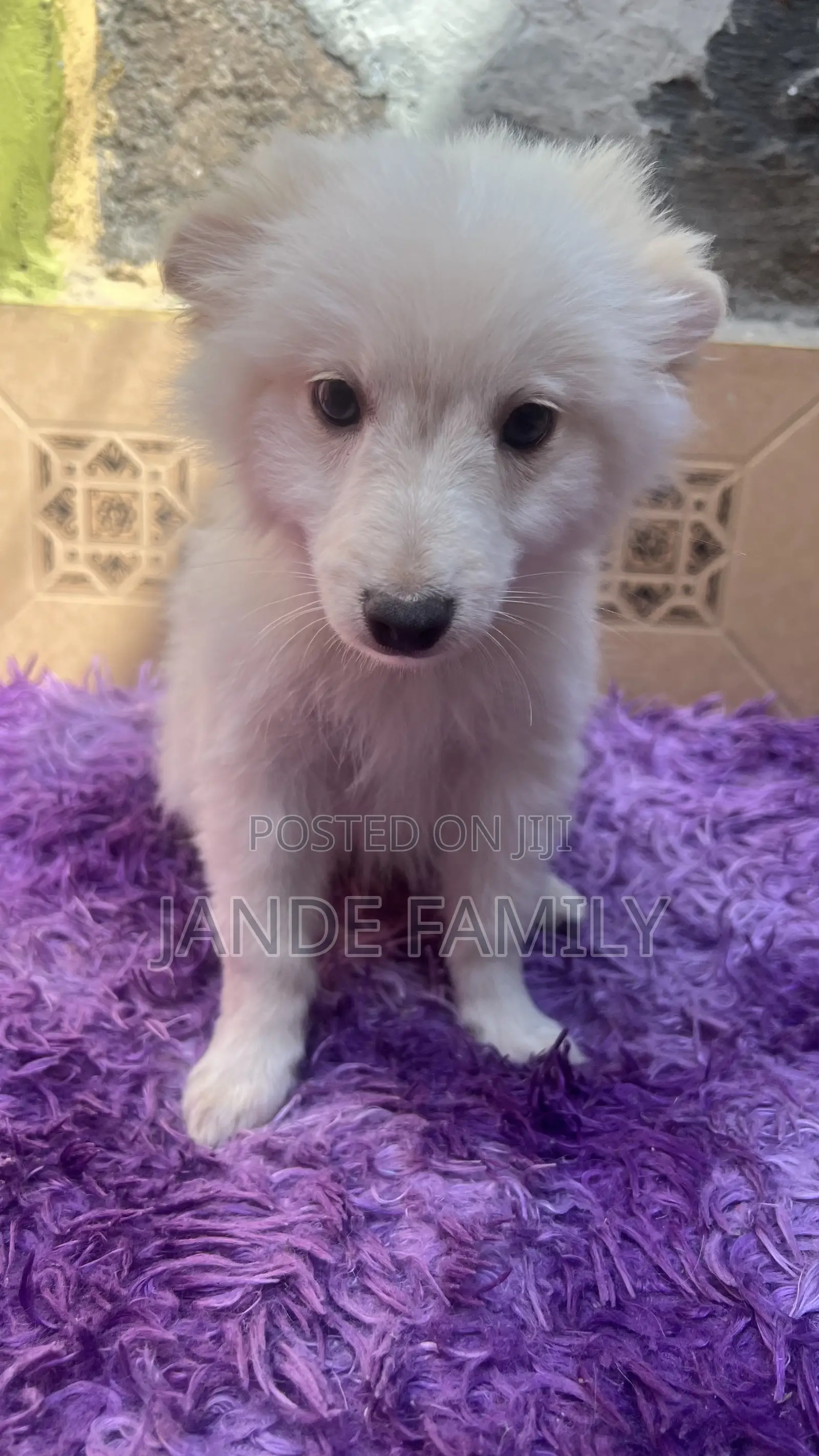1-3 months Female Mixed Breed Chihuahua
