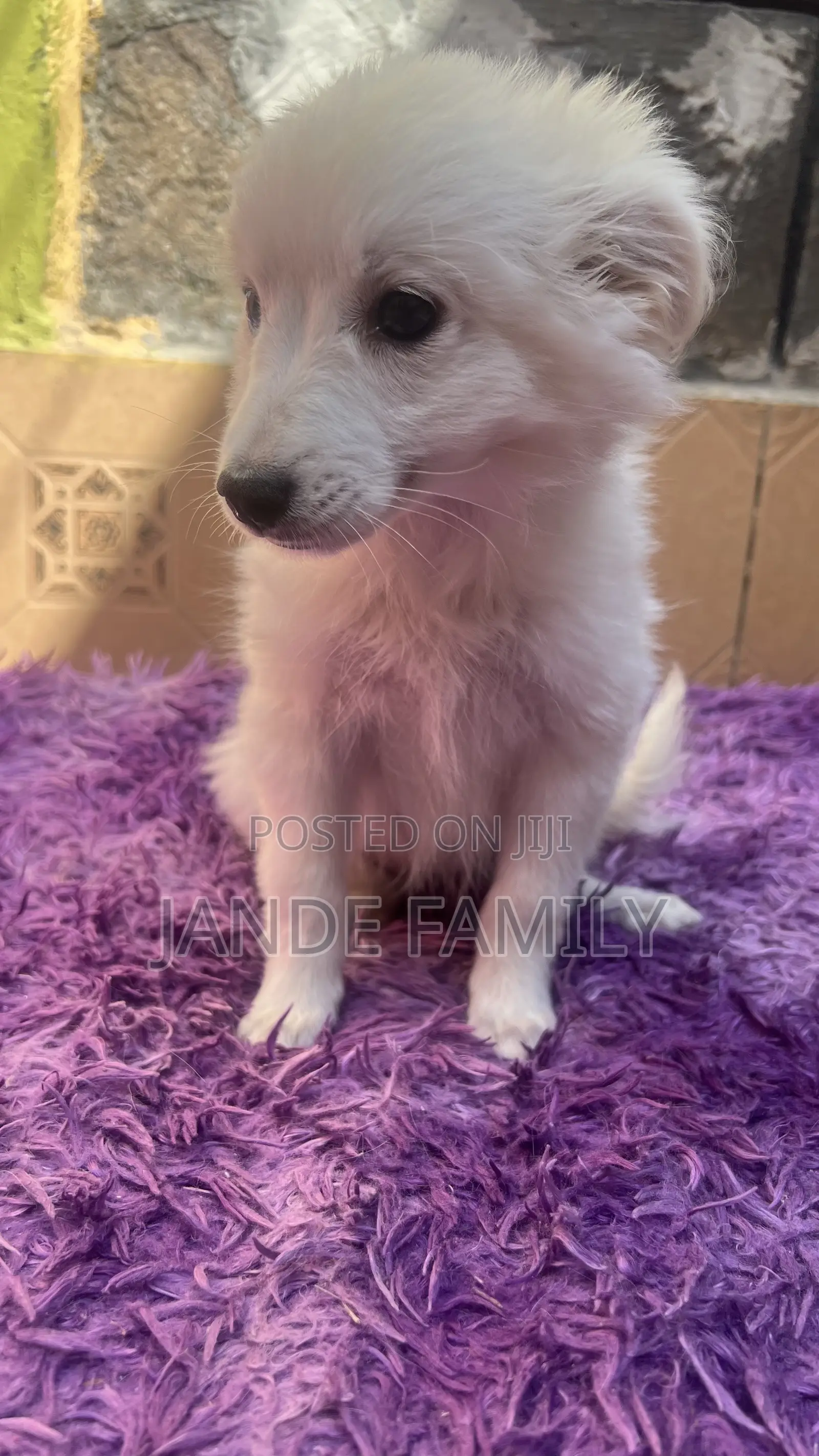 1-3 months Female Mixed Breed Chihuahua