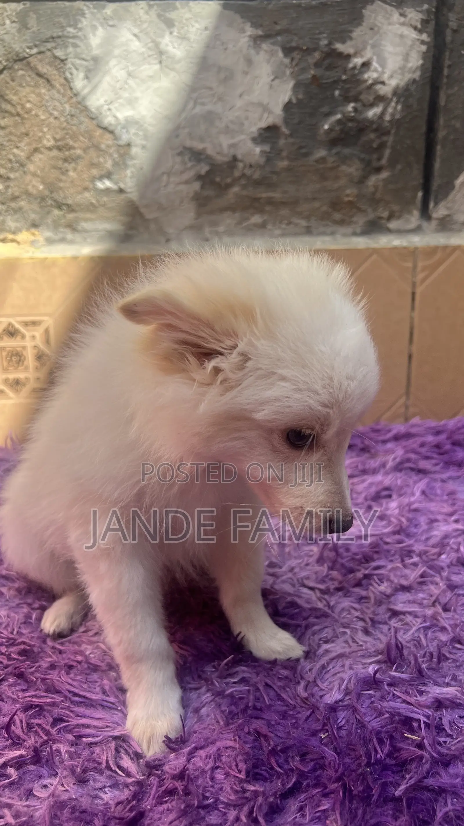 1-3 months Female Mixed Breed Chihuahua