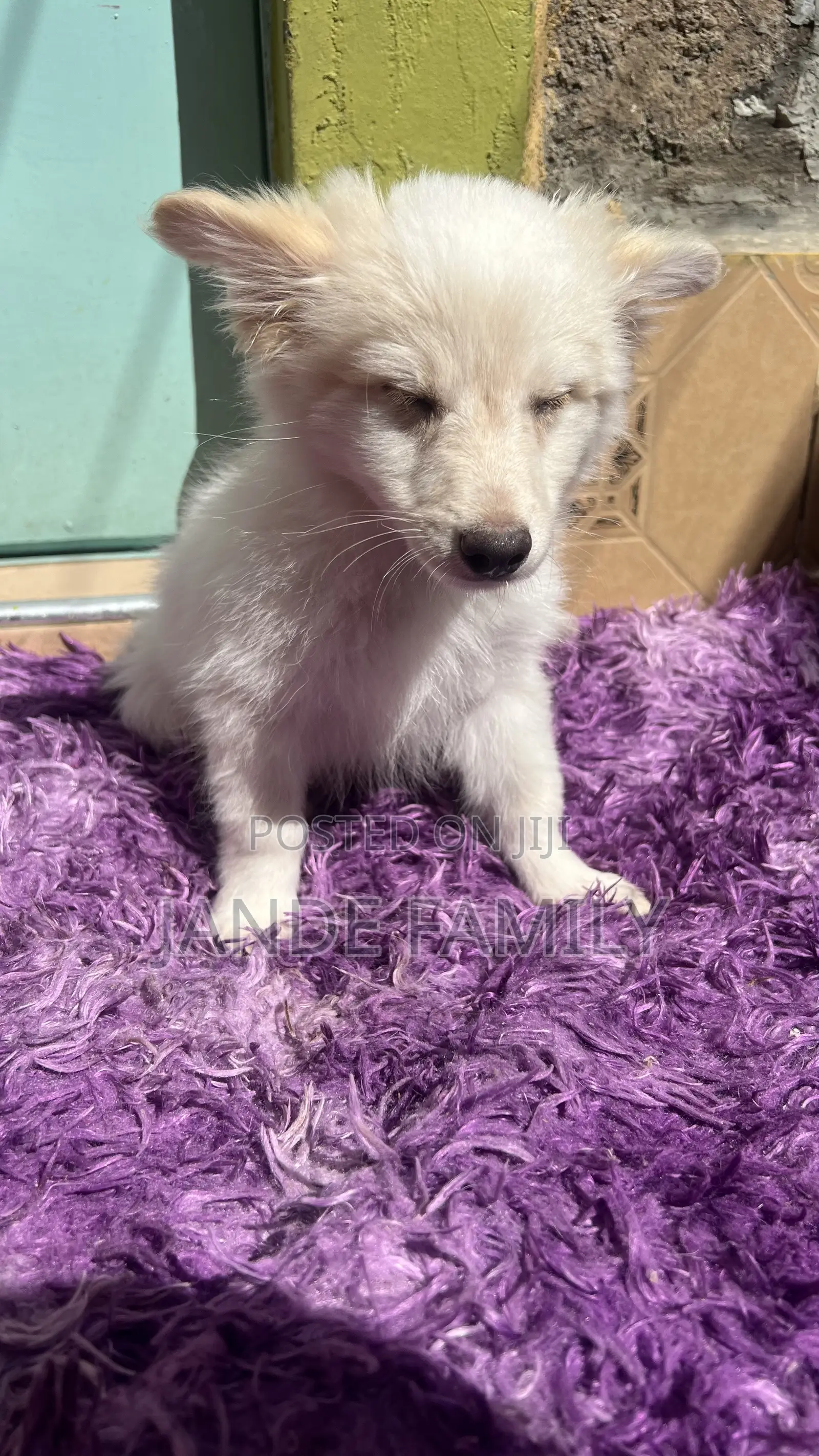 1-3 months Female Mixed Breed Chihuahua