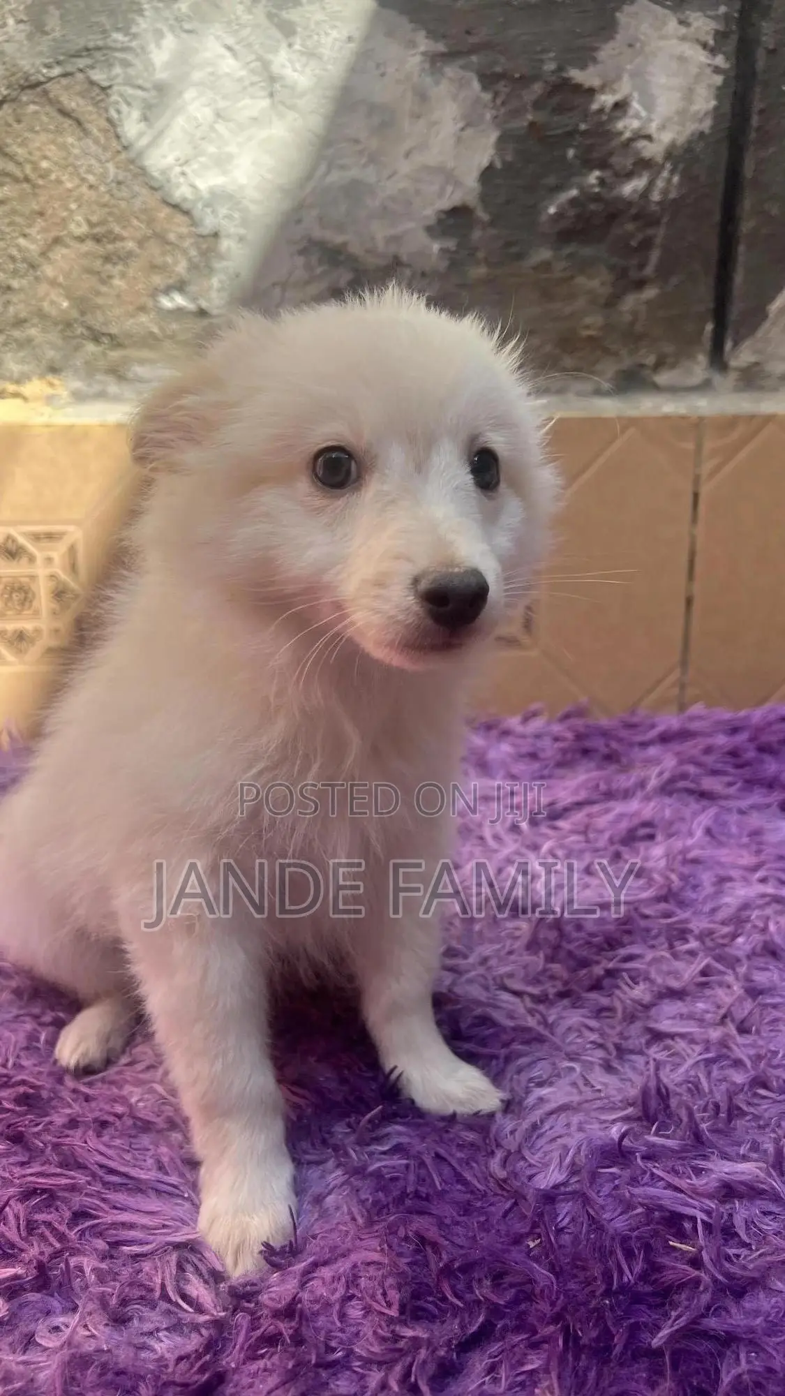 1-3 months Female Mixed Breed Chihuahua