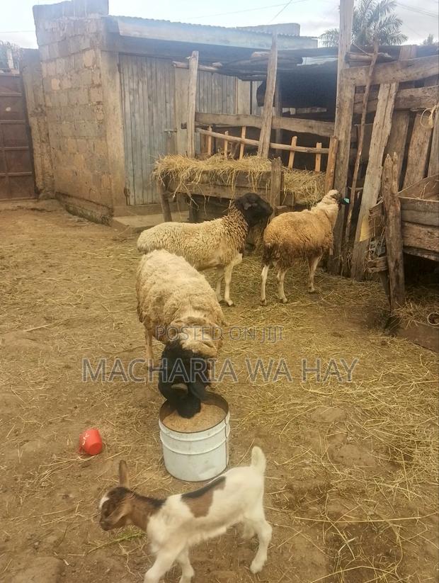 Doppers Rams for Breeding