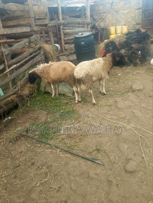 Doppers Rams for Breeding - thumbnail 2