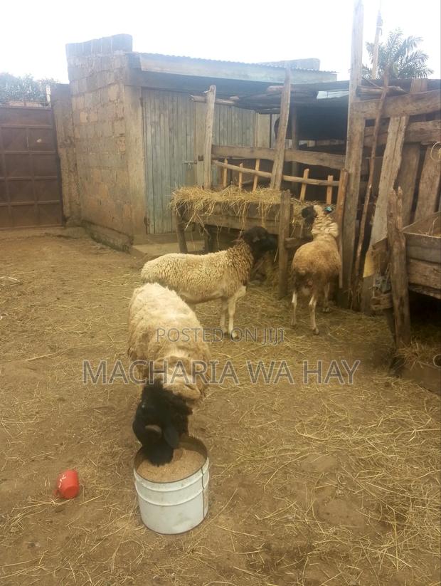 Doppers Rams for Breeding - thumbnail 3