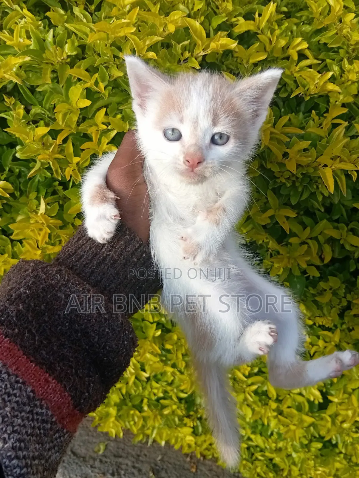 1-3 months Male Purebred American Shorthair