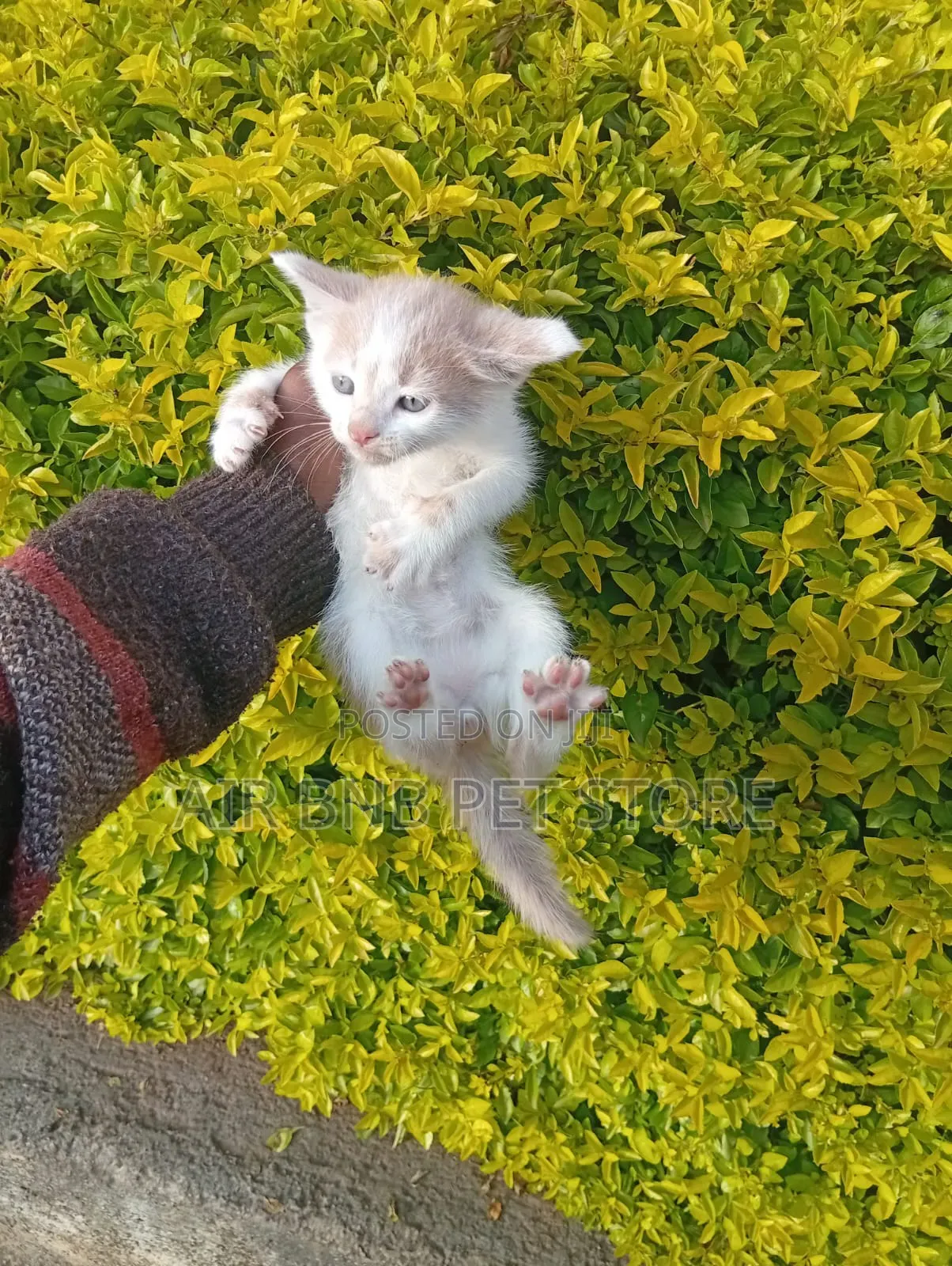 1-3 months Male Purebred American Shorthair