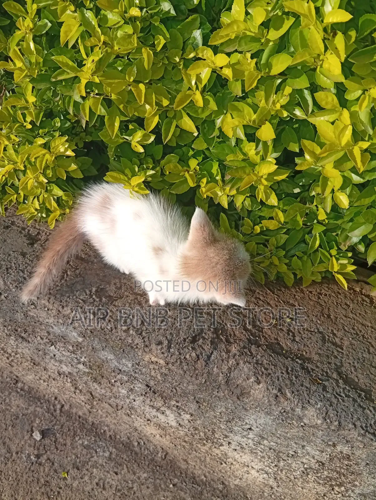 1-3 months Male Purebred American Shorthair