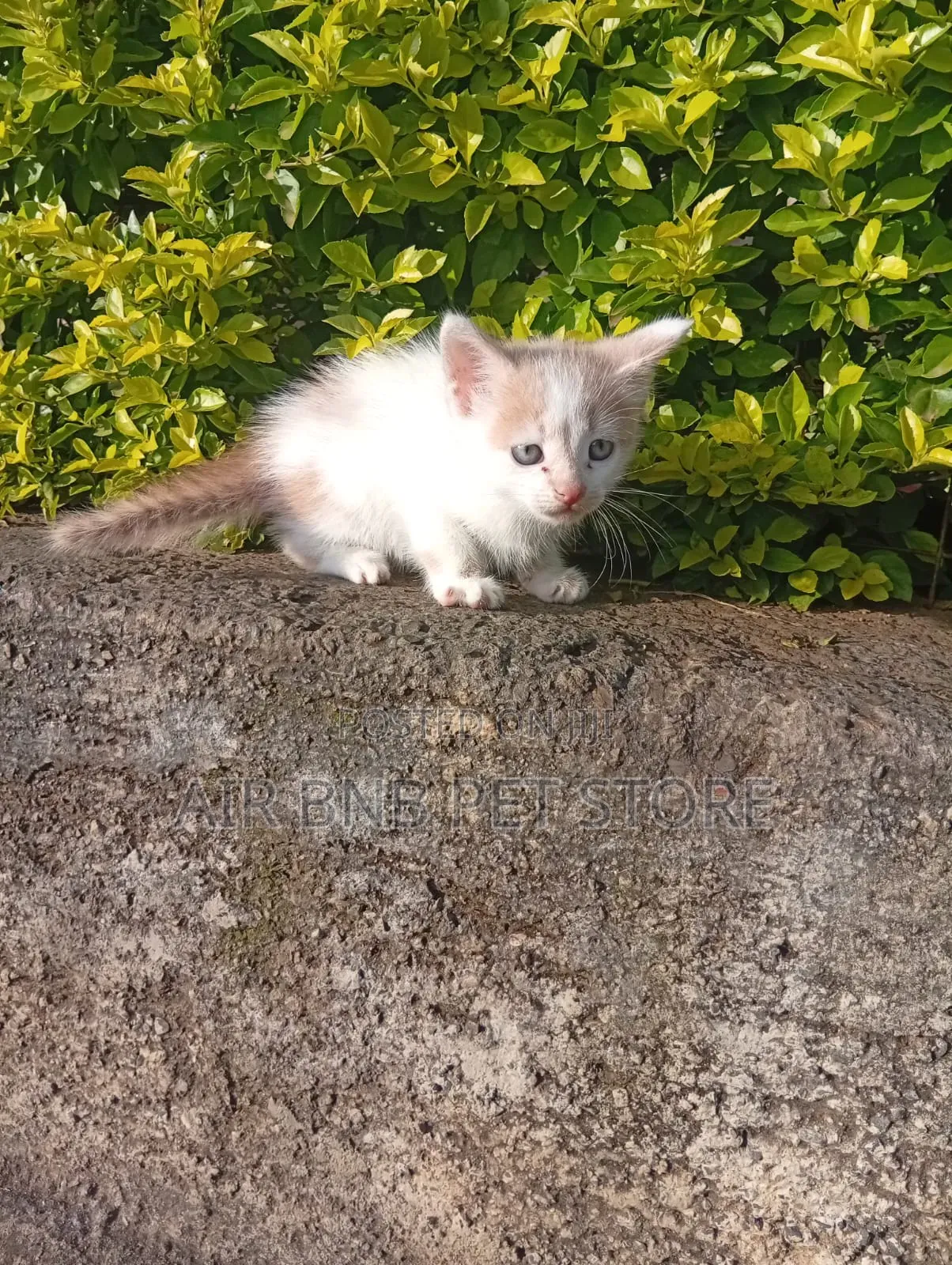 1-3 months Male Purebred American Shorthair