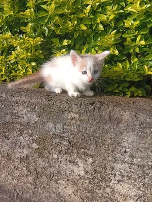 1-3 months Male Purebred American Shorthair