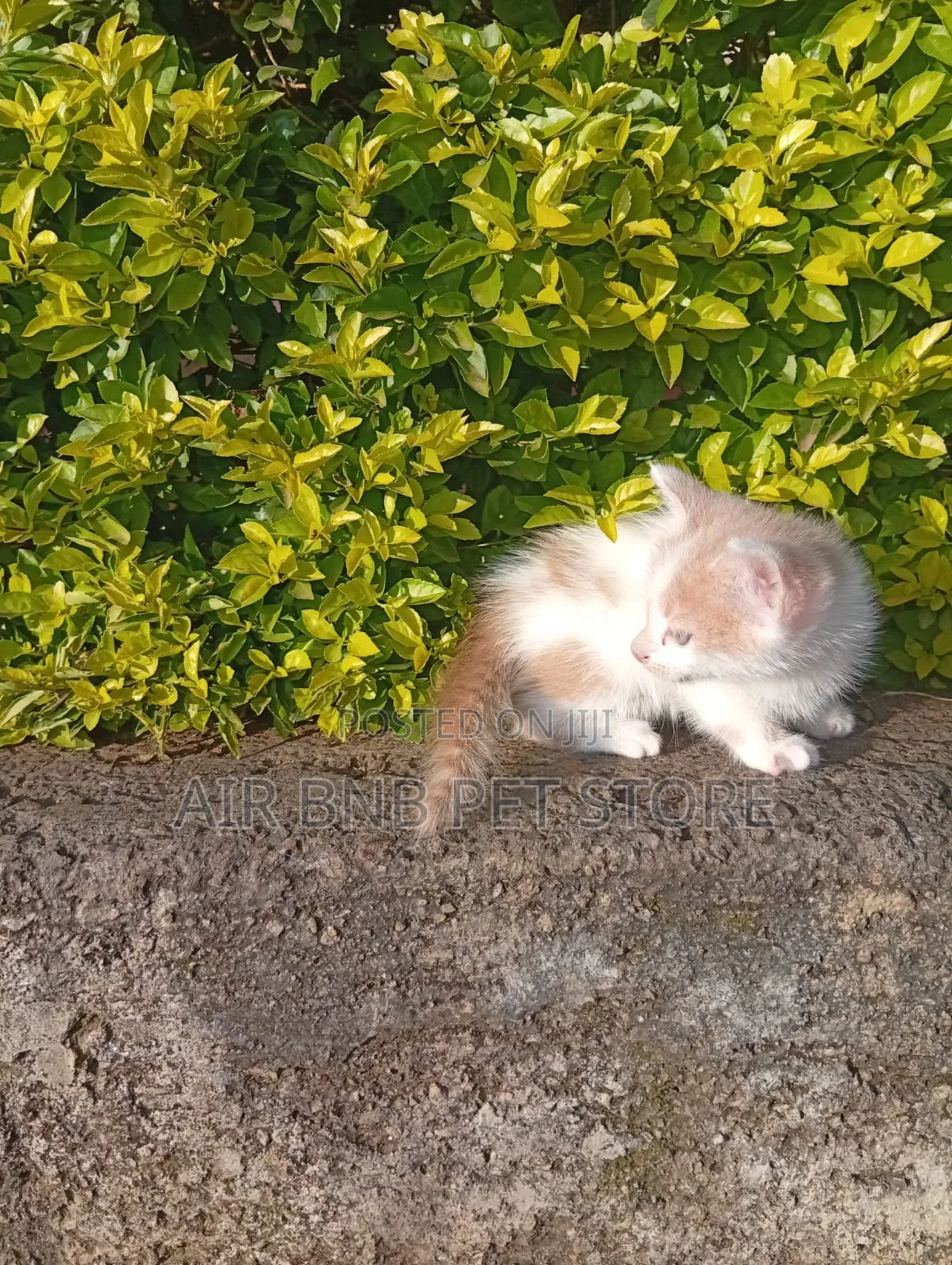 1-3 months Male Purebred American Shorthair