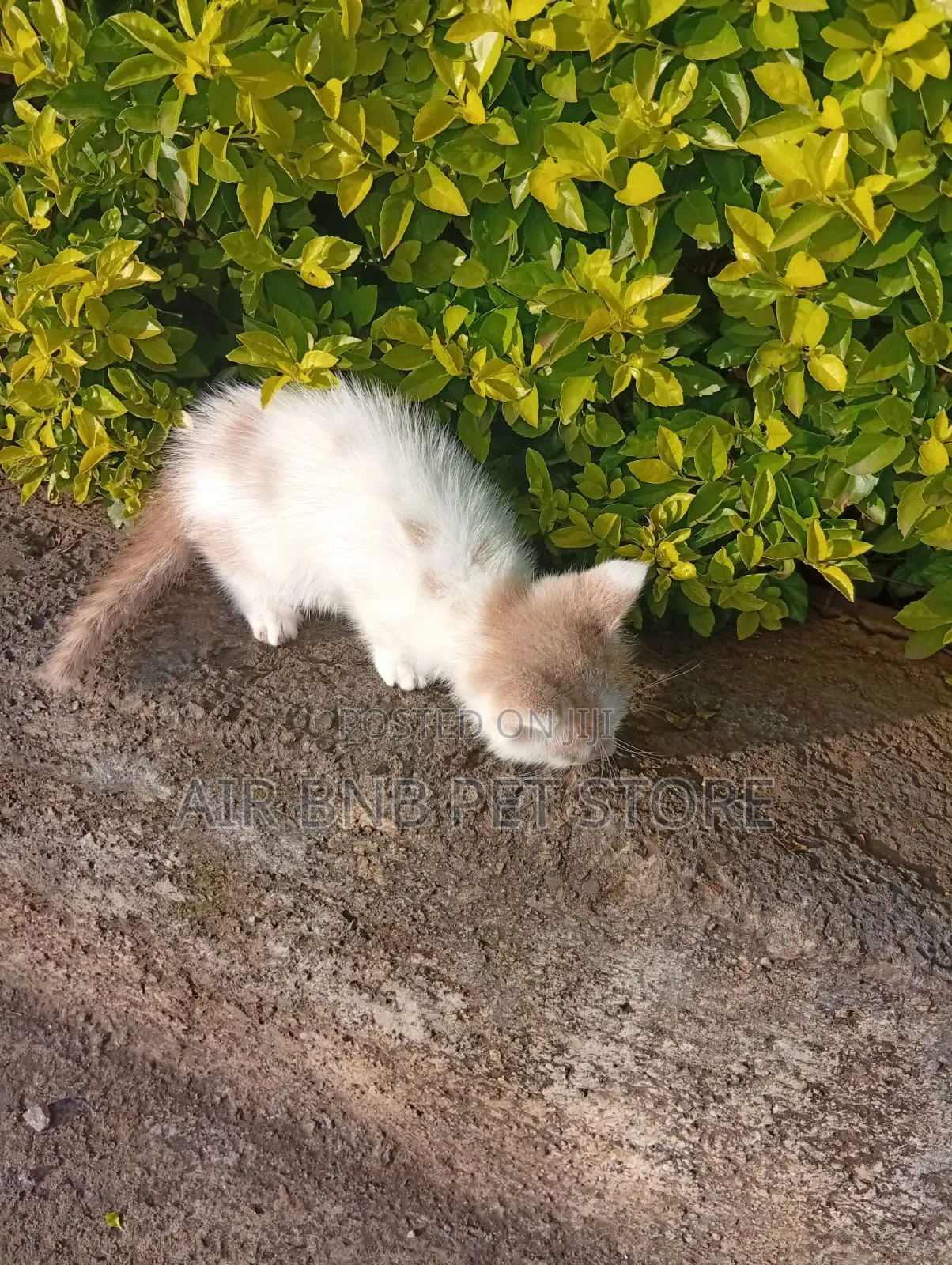 1-3 months Male Purebred American Shorthair