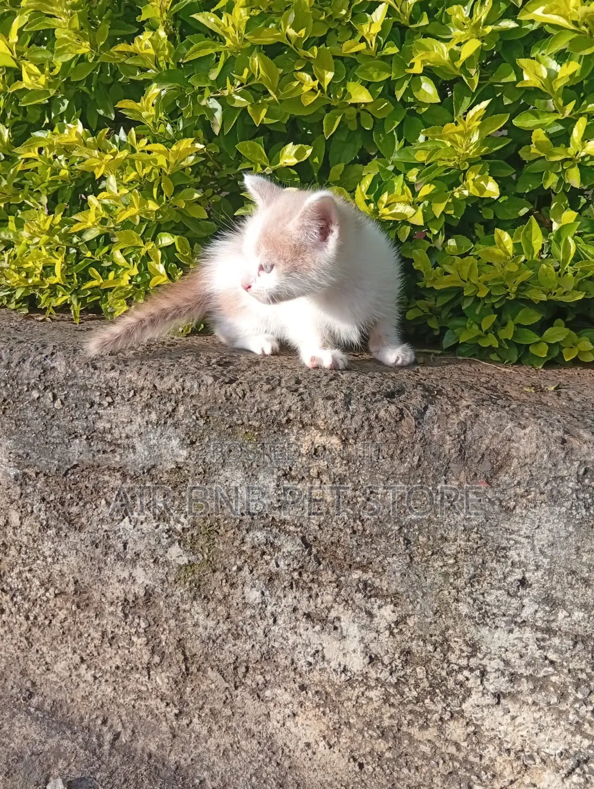 1-3 months Male Purebred American Shorthair