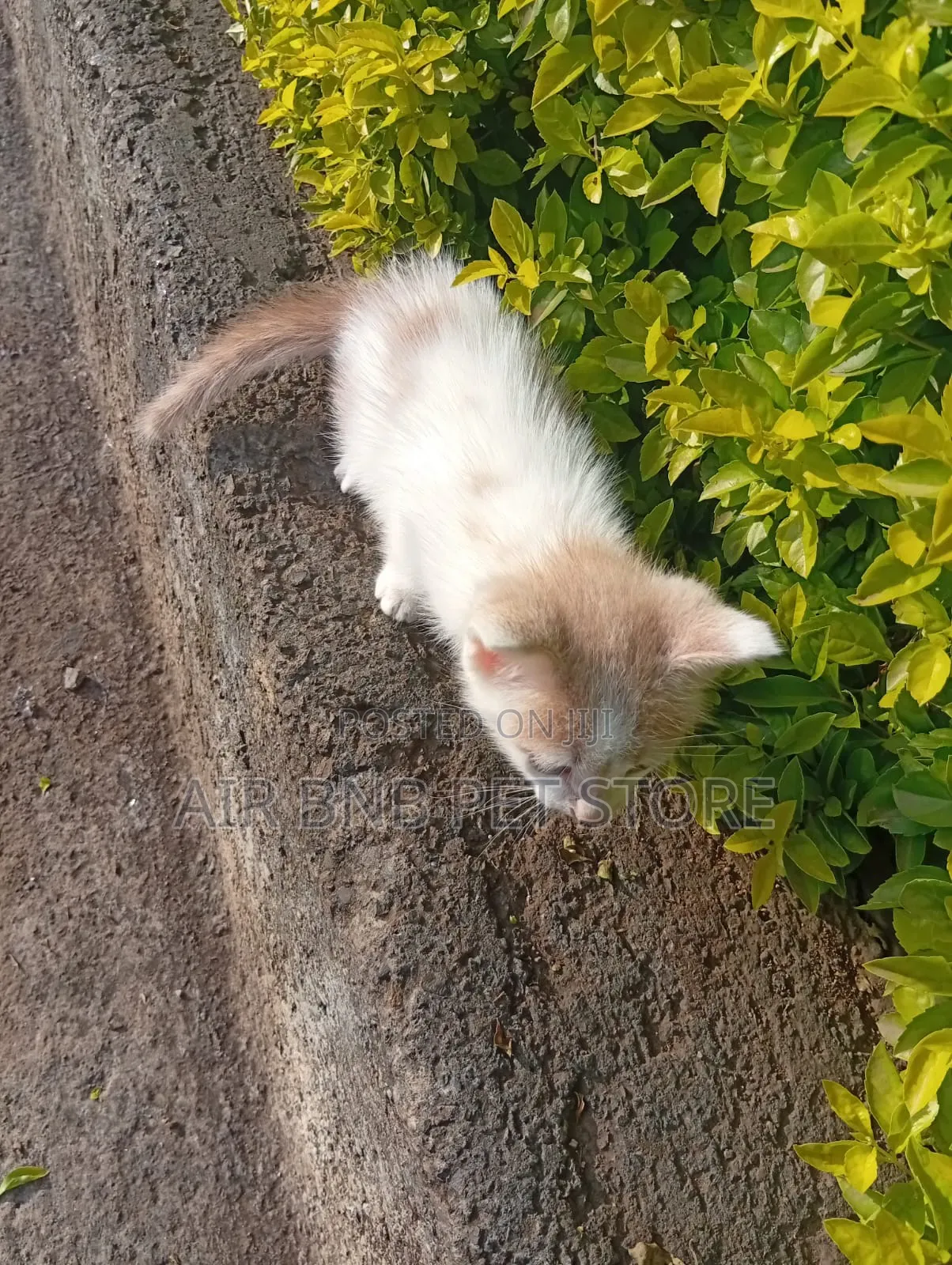 1-3 months Male Purebred American Shorthair