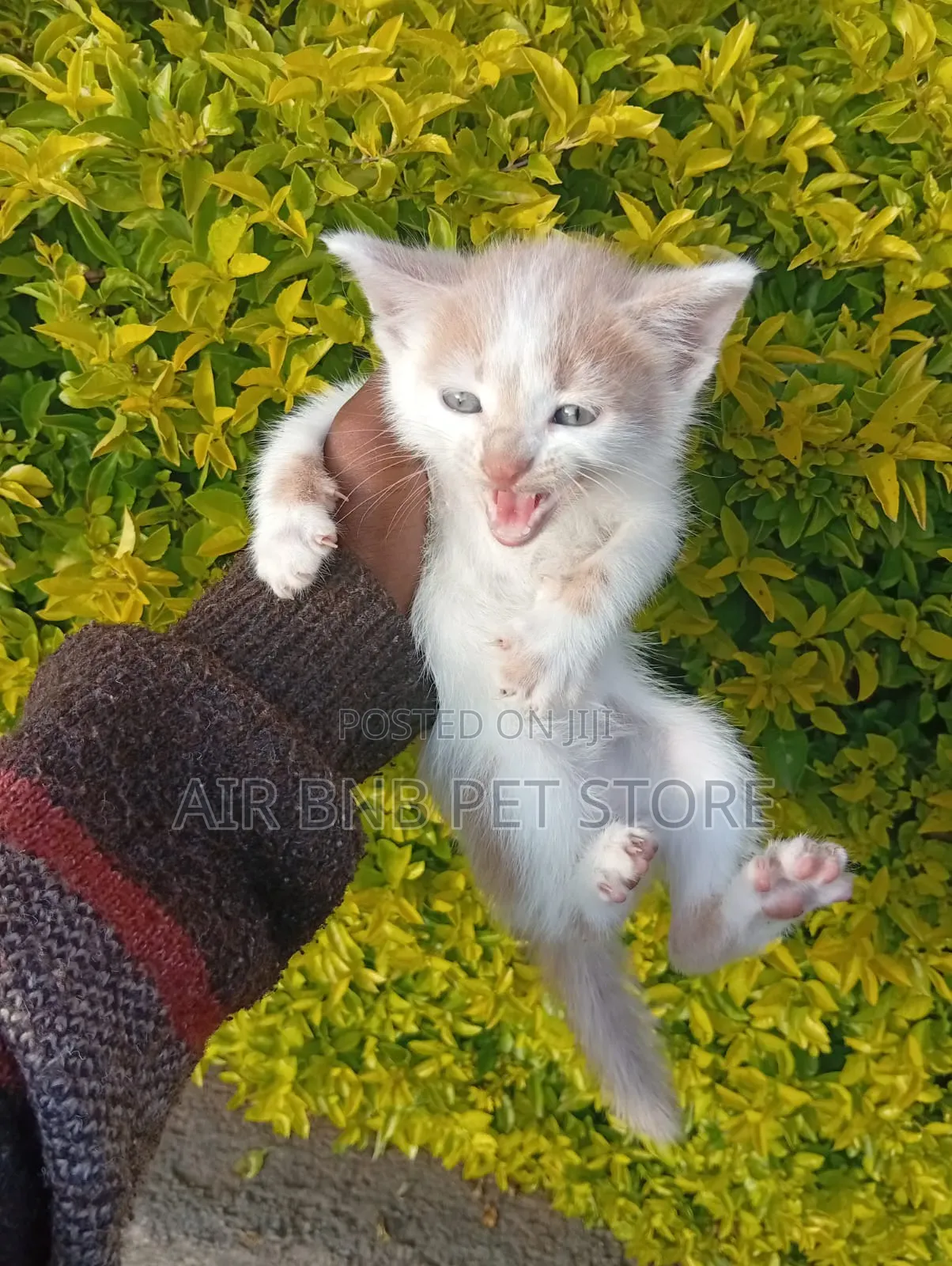 1-3 months Male Purebred American Shorthair