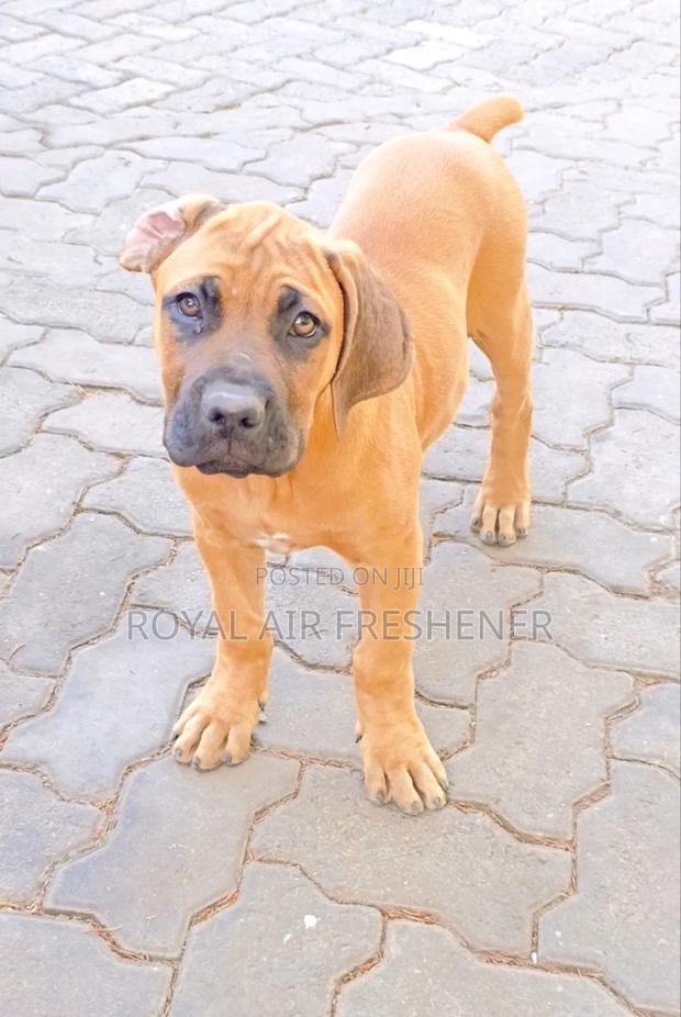 3-6 months Female Purebred Boerboel