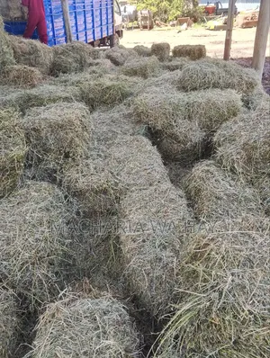 Quality Lucerne Bales