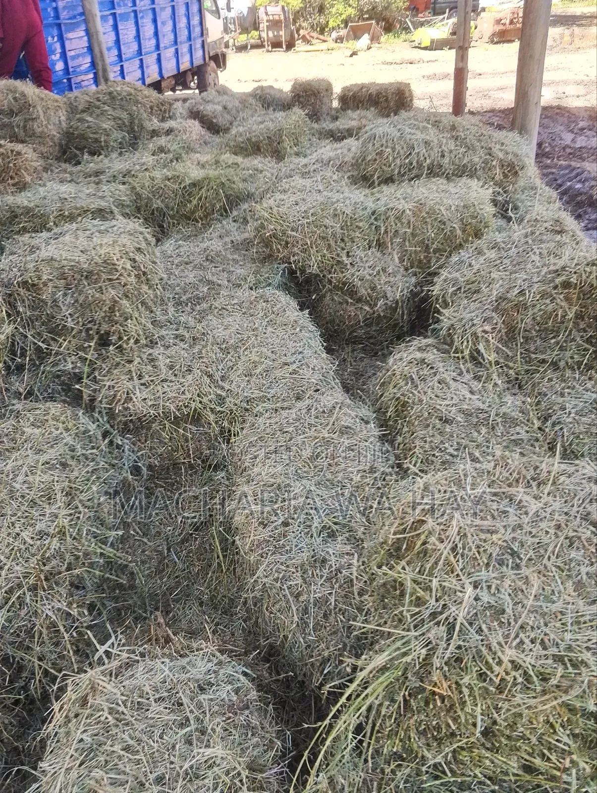 Quality Lucerne Bales