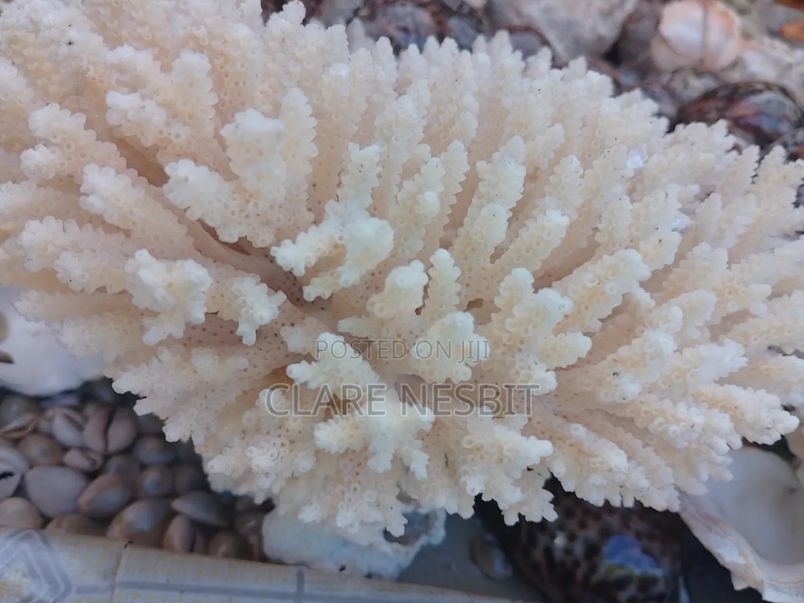 Sea Shells Corals