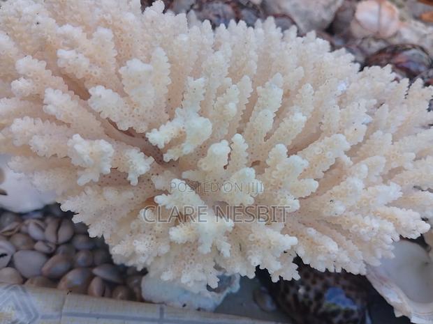 Sea Shells Corals - thumbnail 7