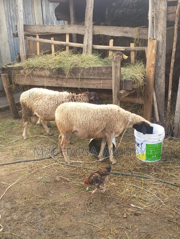 Pure Doppers Ram/ Ewes